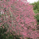 Cherry with tui. Sept. 2017- Cambridge Tree Trust